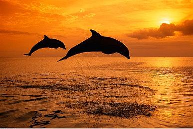 《真女神转生5》恶魔介绍：天之四灵之一白虎